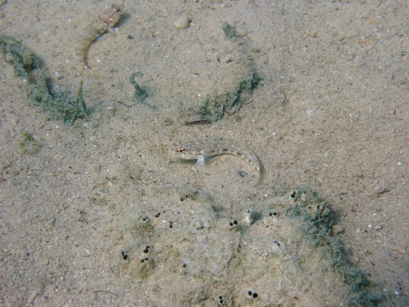 Gobius roulei (De Buen, 1928)