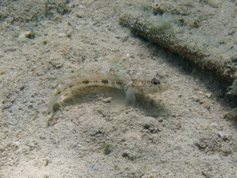 Gobius roulei (De Buen, 1928)