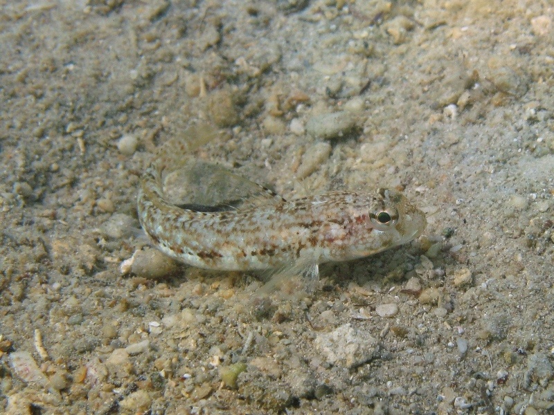 Gobius roulei (De Buen, 1928)