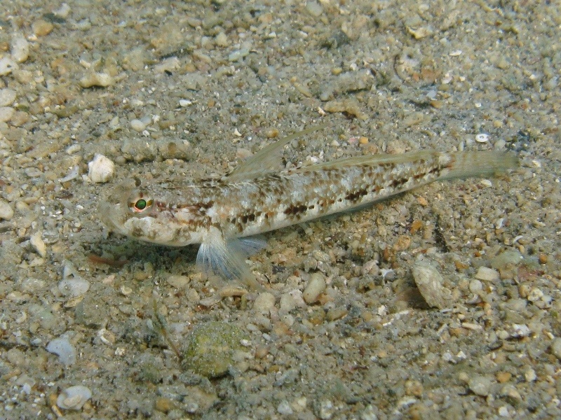 Gobius roulei (De Buen, 1928)