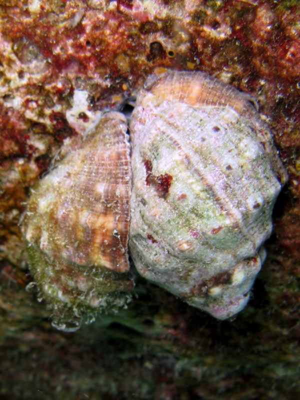 Stramonita haemastoma in accoppiamento