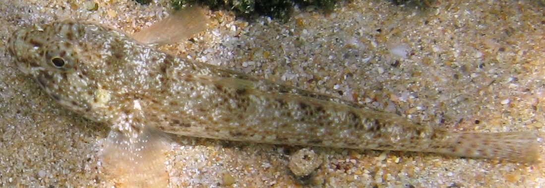 Gobius incognitus e Gobius paganellus