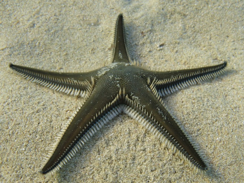 Astropecten bispinosus e Astropecten  platyacanthus