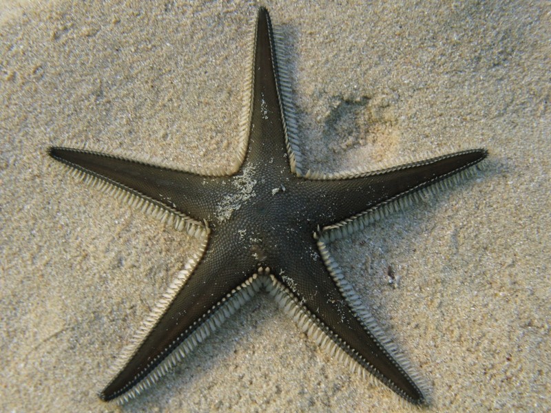 Astropecten bispinosus e Astropecten  platyacanthus