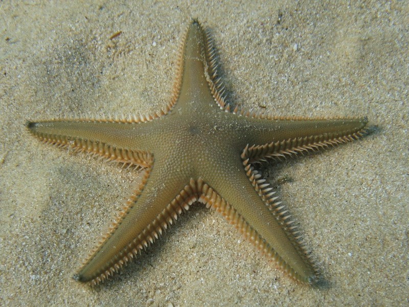 Astropecten bispinosus e Astropecten  platyacanthus