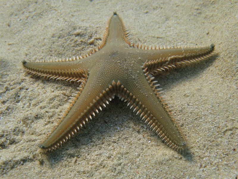 Astropecten bispinosus e Astropecten  platyacanthus