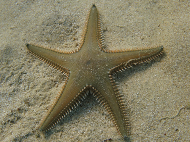 Astropecten bispinosus e Astropecten  platyacanthus