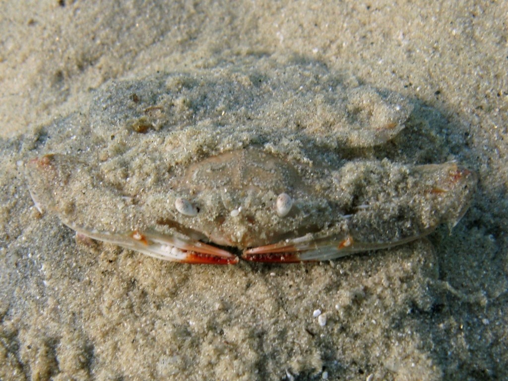 Granchio nella sabbia: Portunus hastatus