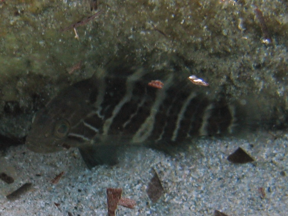 Epinephelus costae (Dotto o Cernia dorata)