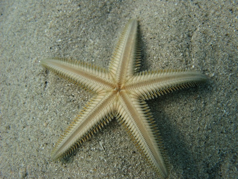 Astropecten bispinosus e Astropecten  platyacanthus