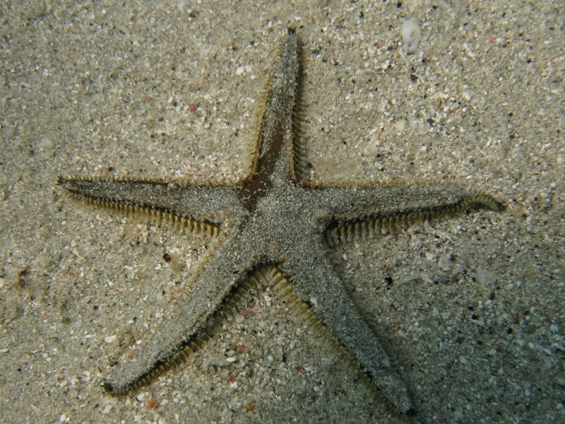 Astropecten bispinosus e Astropecten  platyacanthus