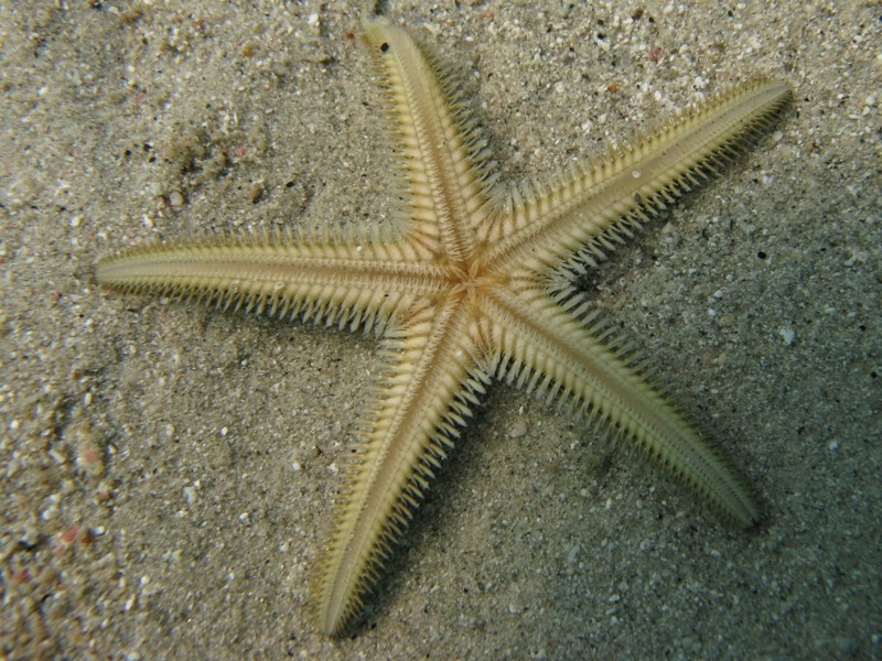 Astropecten bispinosus e Astropecten  platyacanthus