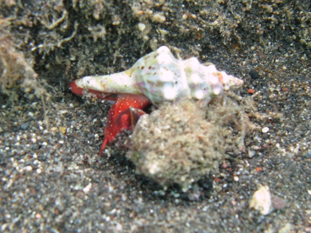 Fasciolaria lignaria