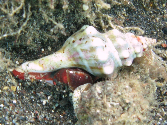 Fasciolaria lignaria