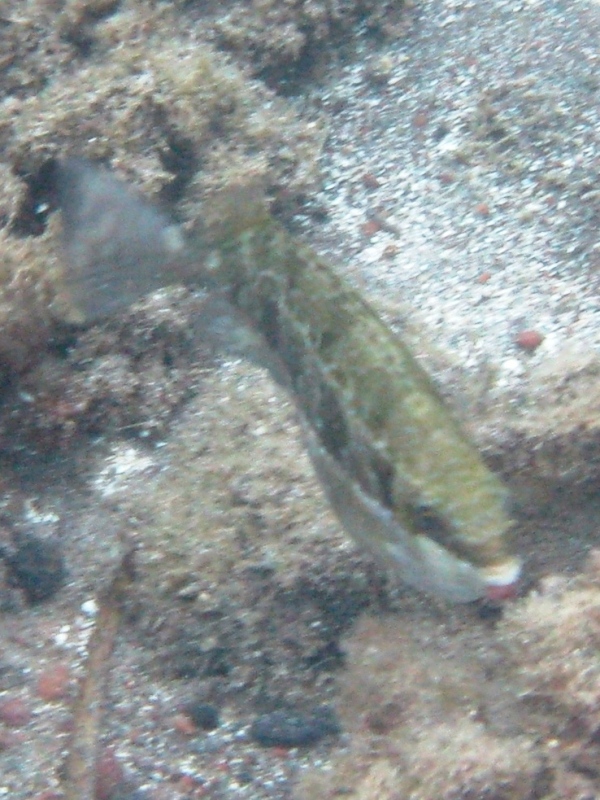 Siganus luridus (Pesce coniglio) - specie lessepsiana