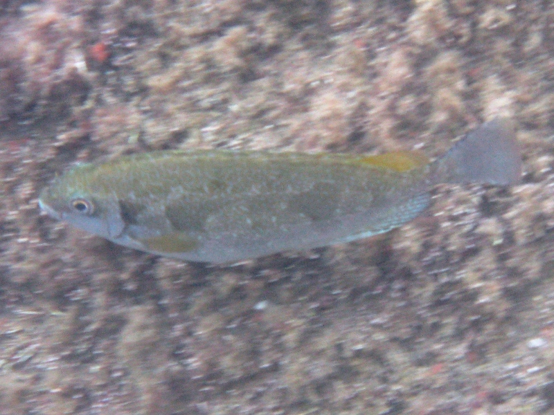 Siganus luridus (Pesce coniglio) - specie lessepsiana