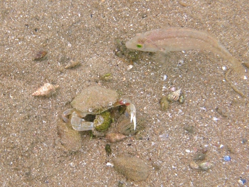 Liocarcinus  sp. che pranza...