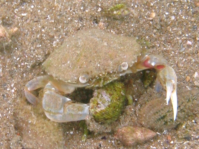 Liocarcinus  sp. che pranza...