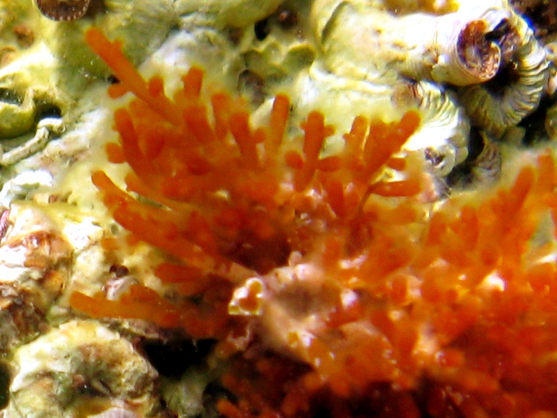 Colpomenia sinuosa