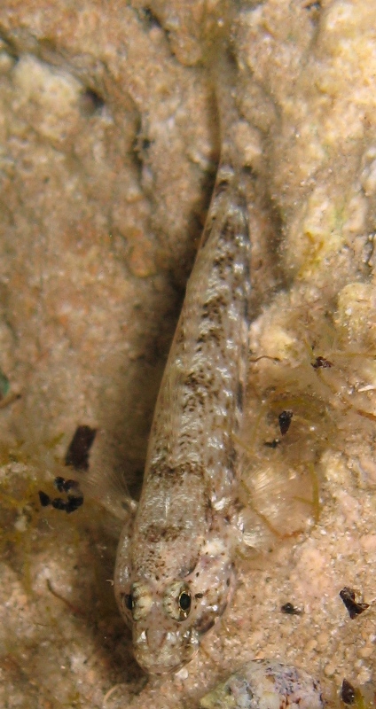 Gobius incognitus e Gobius paganellus