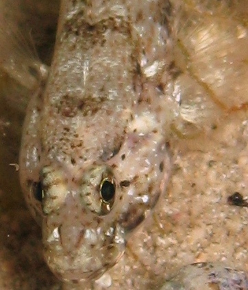 Gobius incognitus e Gobius paganellus