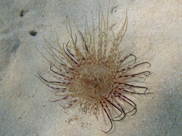 Pachycerianthus solitarius