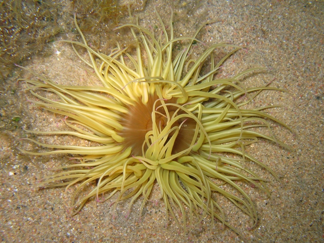 Anemonia viridis