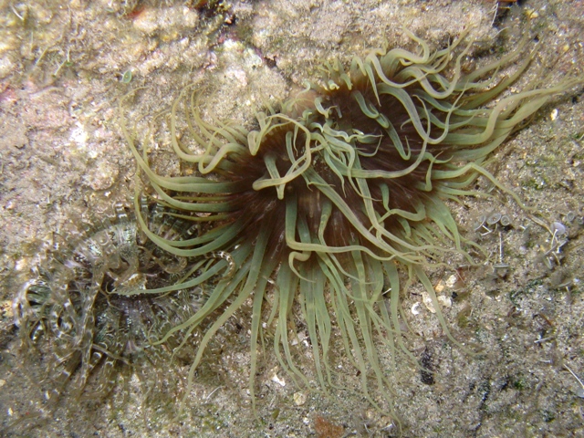 Anemonia viridis