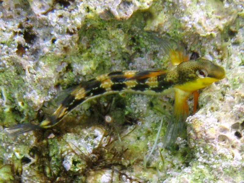 Microlipophrys adriaticus (Steindachner & Kolombatovic,1883)