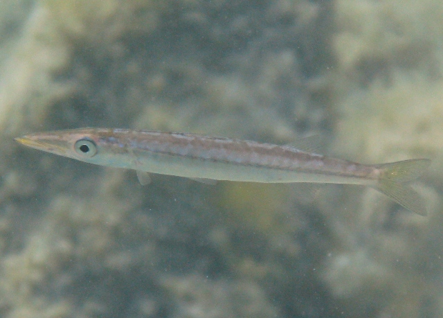 Giovani barracuda