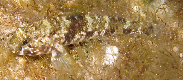 Gobius incognitus e Gobius paganellus