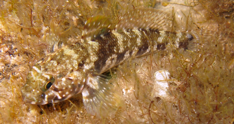 Gobius incognitus e Gobius paganellus