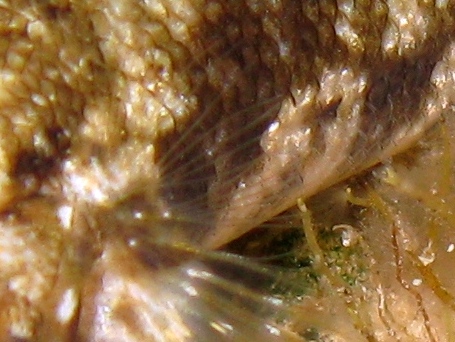 Gobius incognitus e Gobius paganellus