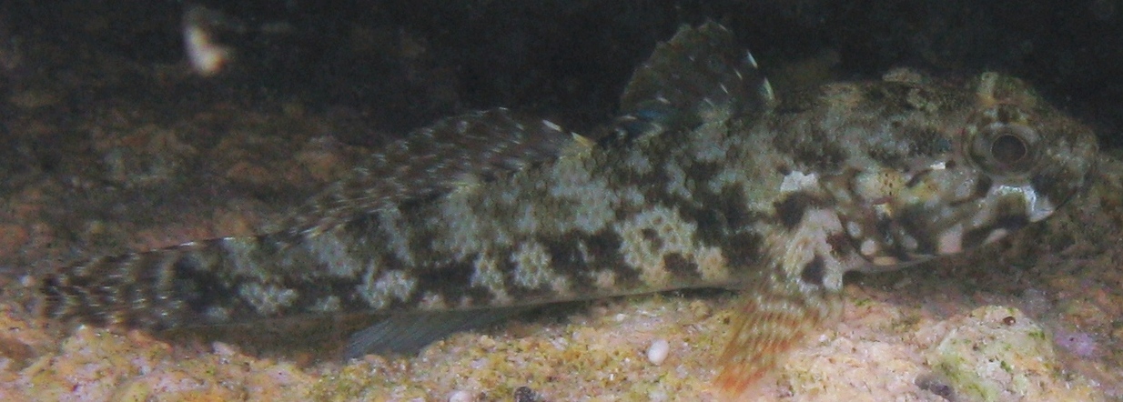 Gobius incognitus e Gobius paganellus