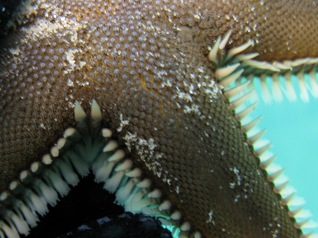 Astropecten bispinosus e Astropecten  platyacanthus