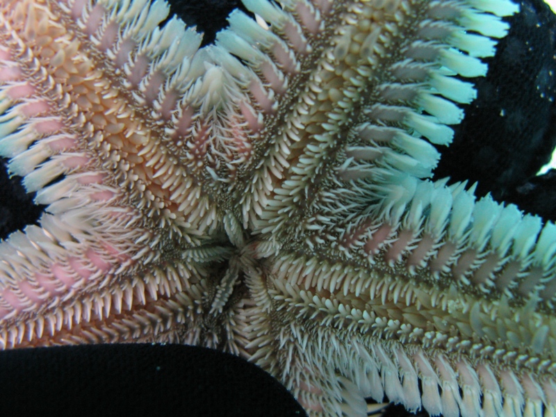 Astropecten bispinosus e Astropecten  platyacanthus