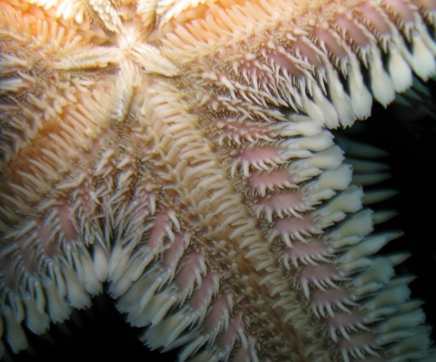 Astropecten bispinosus e Astropecten  platyacanthus