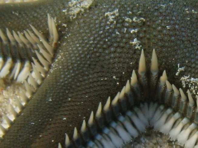 Astropecten bispinosus e Astropecten  platyacanthus