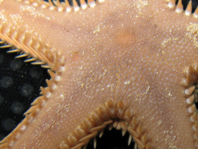 Astropecten bispinosus e Astropecten  platyacanthus