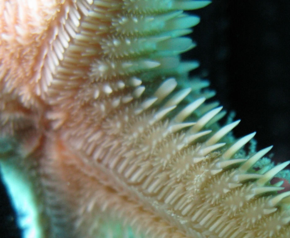 Astropecten bispinosus e Astropecten  platyacanthus