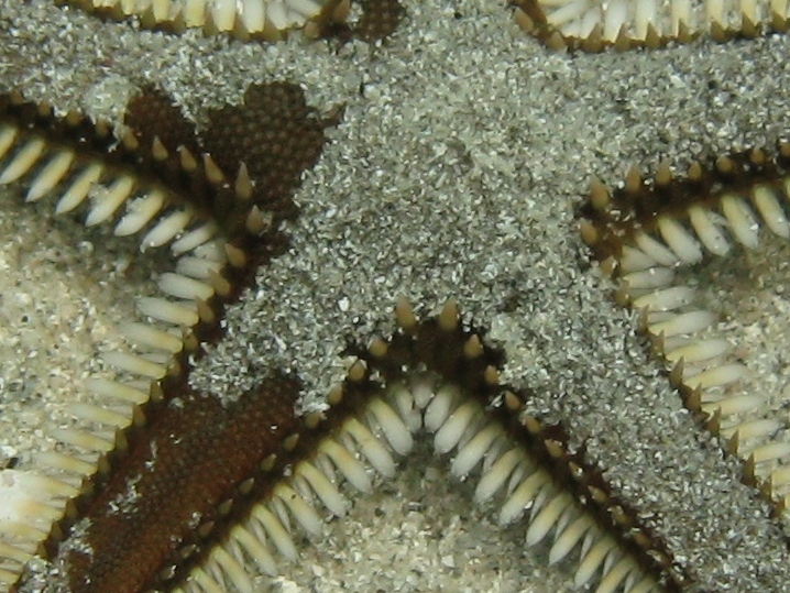 Astropecten bispinosus e Astropecten  platyacanthus