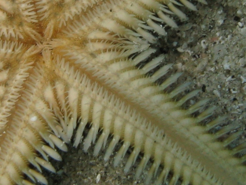 Astropecten bispinosus e Astropecten  platyacanthus