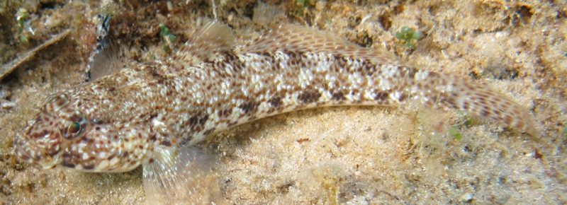 Gobius incognitus e Gobius paganellus