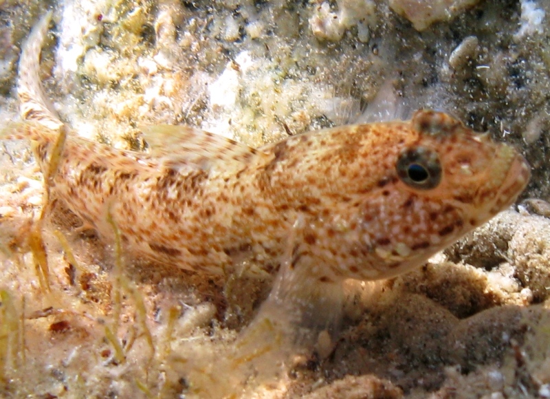 Gobius incognitus e Gobius paganellus