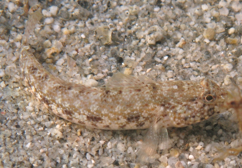 Gobius incognitus e Gobius paganellus