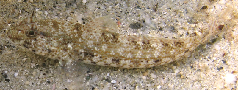 Gobius incognitus e Gobius paganellus