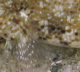 Gobius incognitus e Gobius paganellus