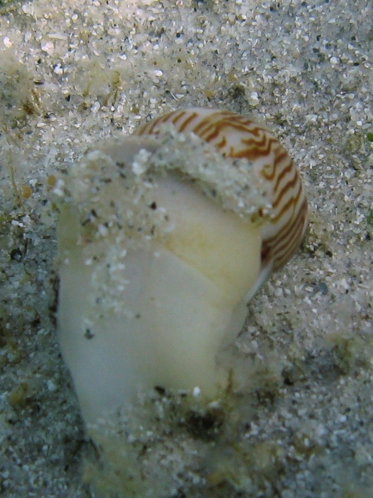 Mollusco da identificare