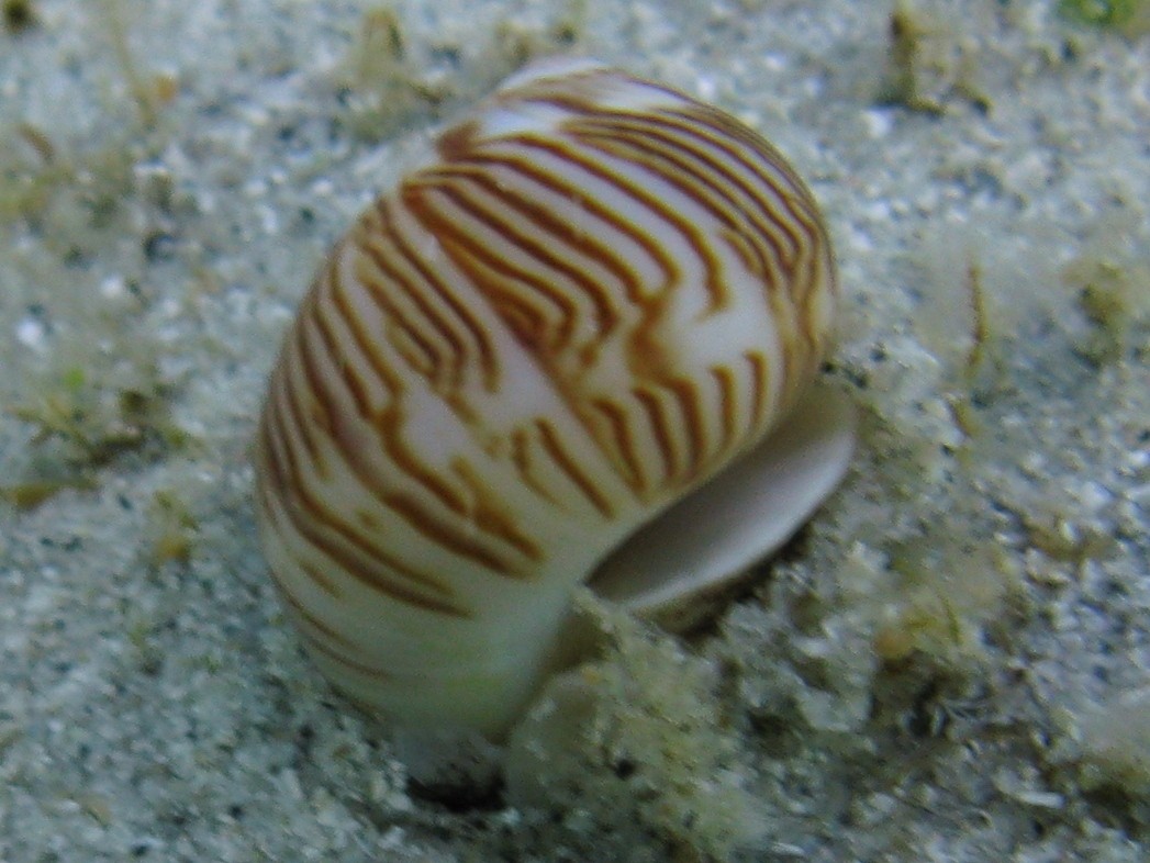 Mollusco da identificare