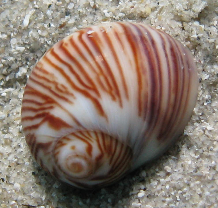 Mollusco da identificare